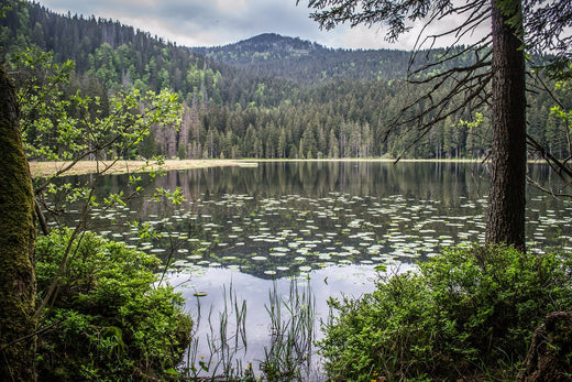 Waldbaden