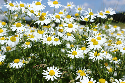 Kamillenblüten