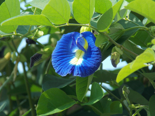 blaue Schmetterlingsblüte