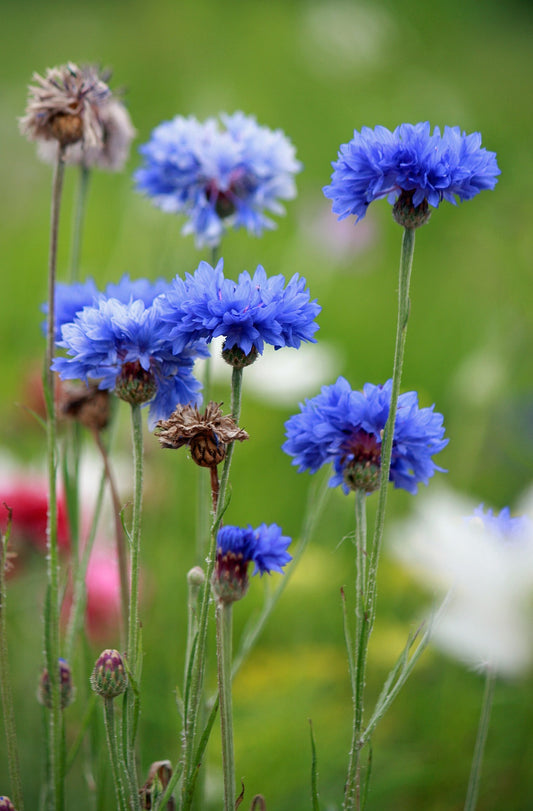 Kornblumenblüten