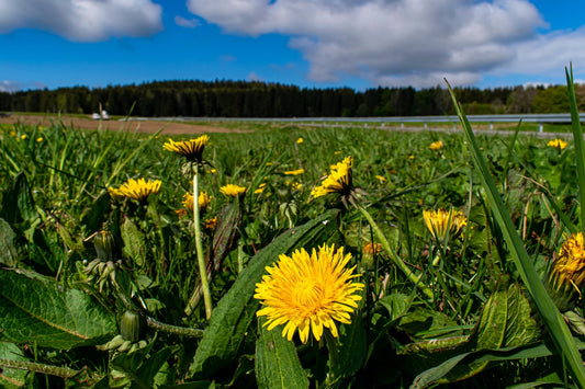 Löwenzahnblüten