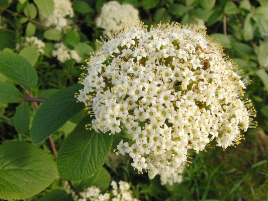 Weißdornblüten