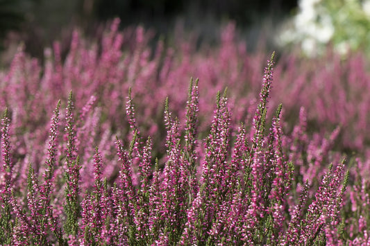 Erikablüte