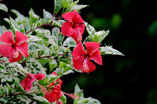 Hibiskus