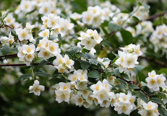 Jasminblüten