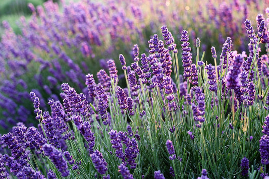 Lavendelblüten