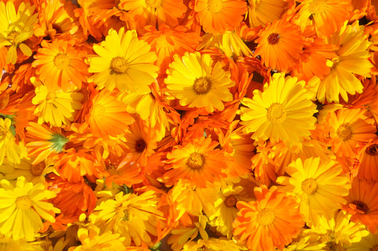 Ringelblumenblüten