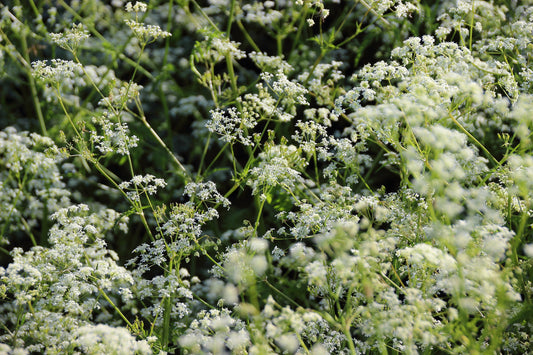 Schafgarbenblüten