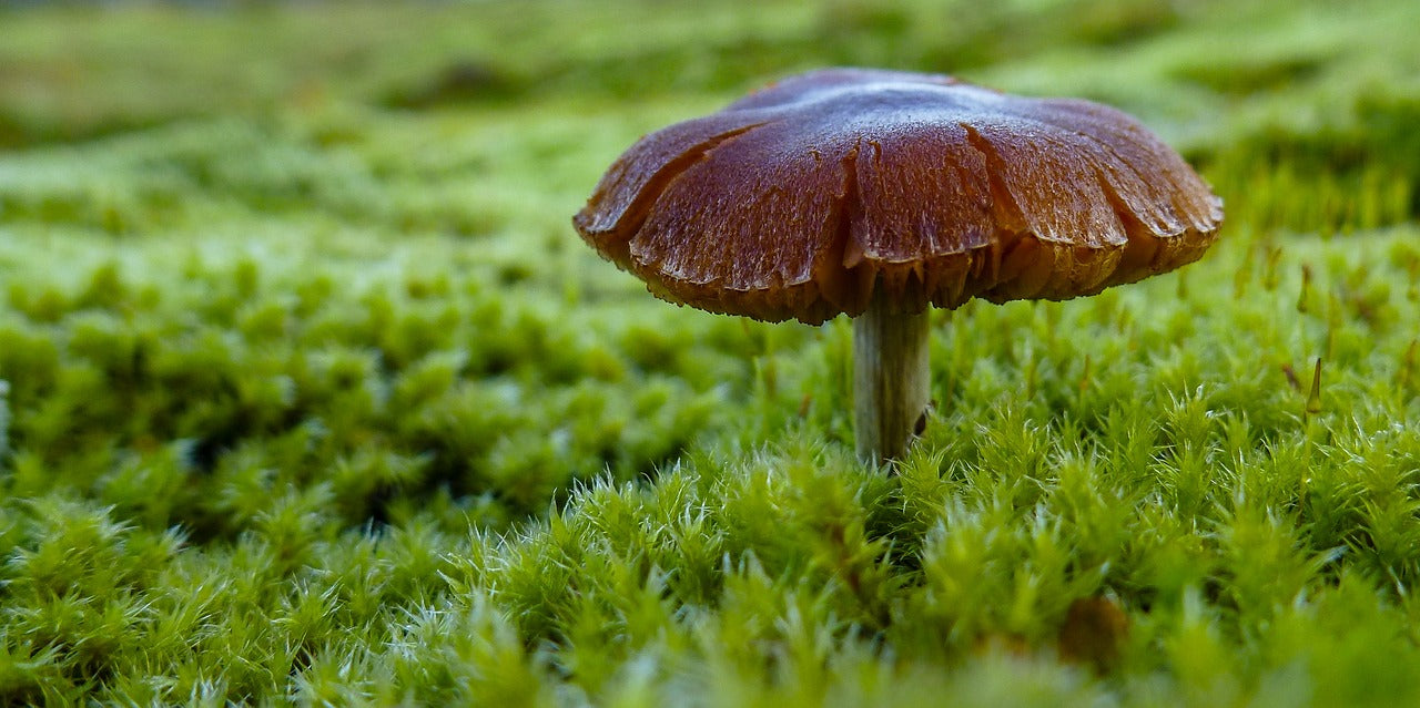 Moos- und Torfsalbe „Waldmedizin“