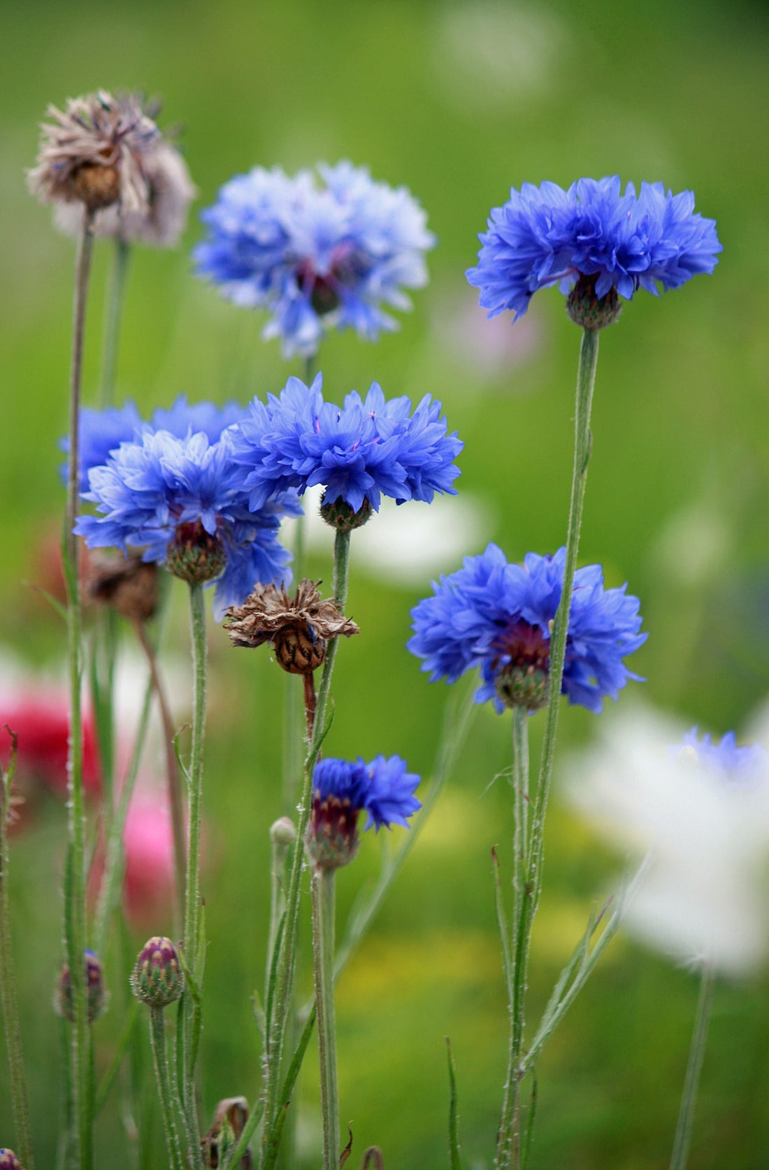 Kornblumenblüten