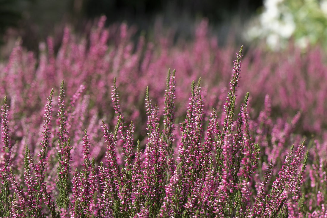 Erikablüte