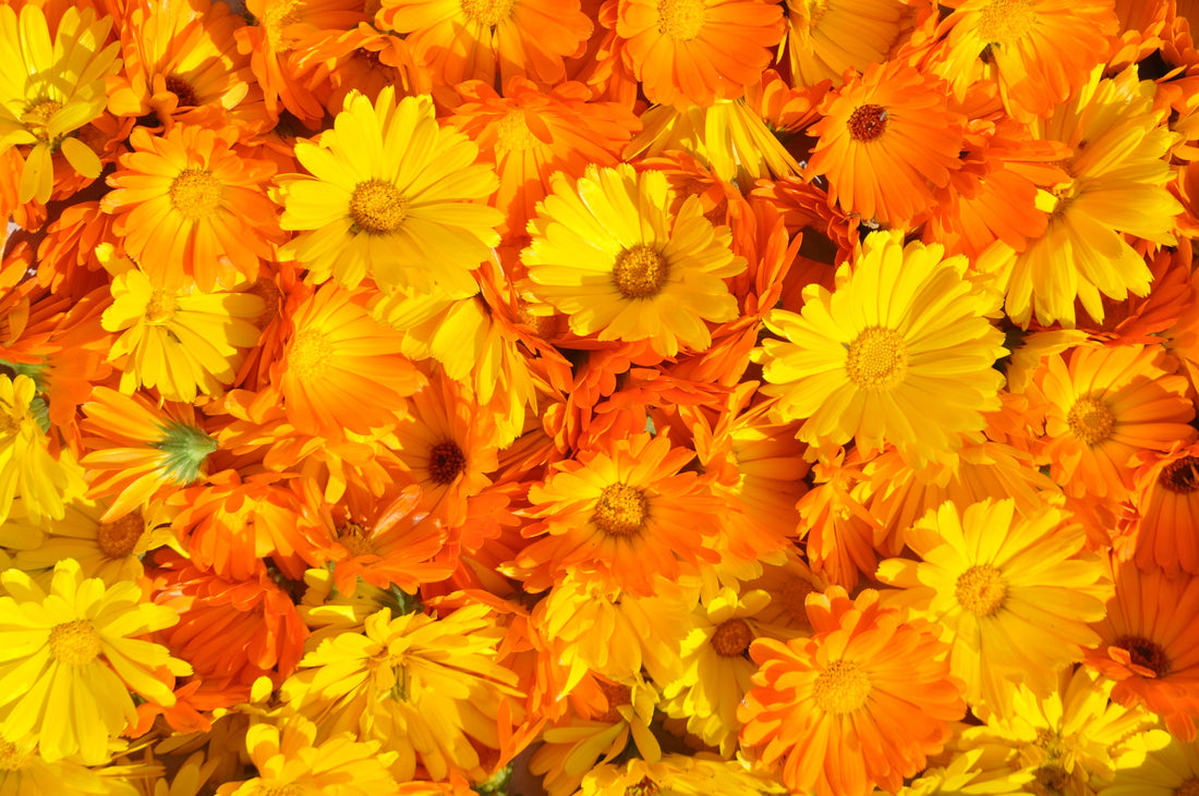 Ringelblumenblüten