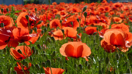 Klatschmohn