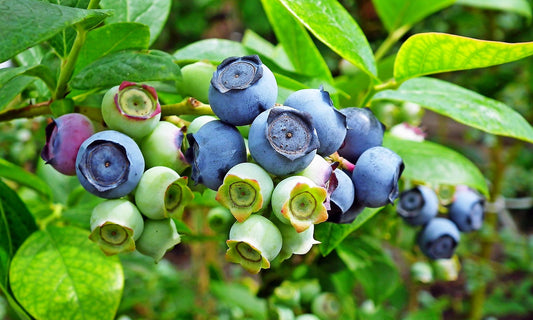 Finnischer Sauna-Birkenhonig mit Heidekraut und Blaubeeren