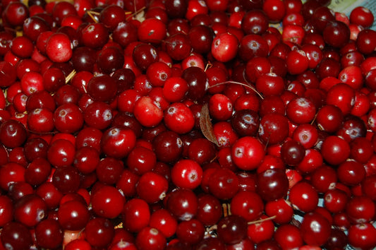 Nordischer Wildkräuter-Saunahonig mit Torf und Preiselbeeren