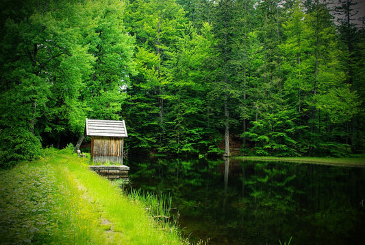Saunahonig: "Bavarian Forest Essence"
