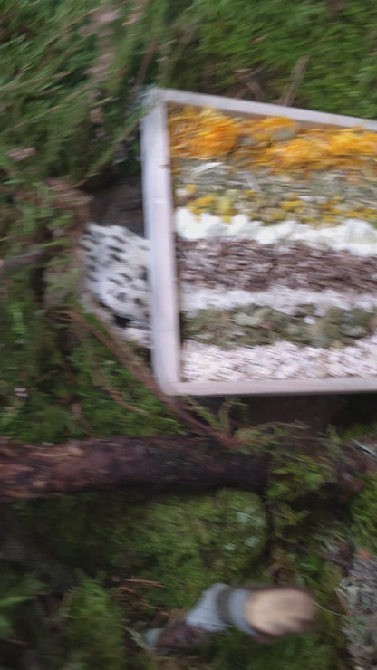 Magic Forest Bath Kit