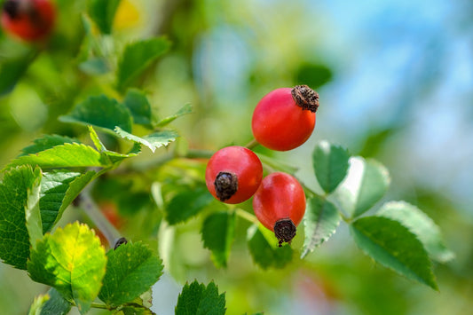 Harz-Hagebuttensalbe „Rote Kraft“